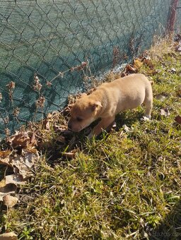 Shar pei - 19