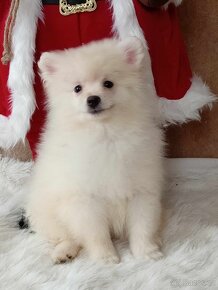 Krásný Maličký Pejsek NŠ / Pomeranian - Cream Strakoš - 19