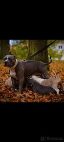 American Bully Standard - 19