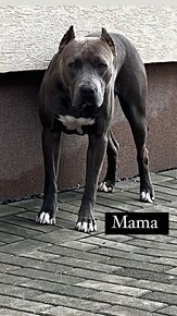 štěňátka Stafford x Bandog - 19