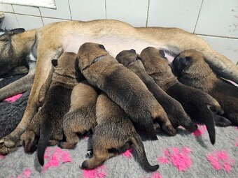 Belgický ovčák Malinois POSLEDNÝ VOĽNÝ PSÍK - 19