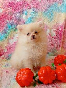 Krásný Maličký Pejsek NŠ / Pomeranian - Cream - 19