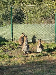 Prodám samečka klokana Bennettova Wallaby - 19