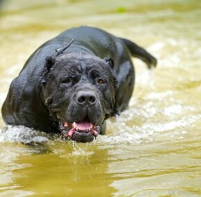 Bandog šteniatka - 19