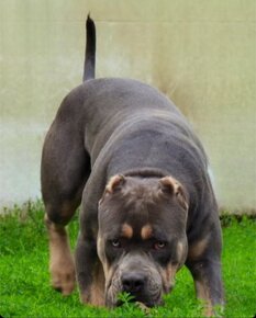 American Bully XL Tricolor Merle - 19