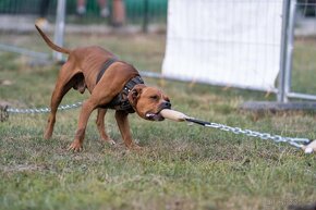 American Pit Bull Terrier, Americký pitbulteriér, pitbull - 19