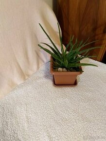 Aloe vera