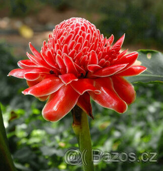 Etlingera elatior Red - semena