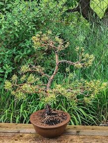 Bonsai, bonsaj - borovice