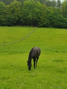 Appaloosa X Bavorský teplokrevník