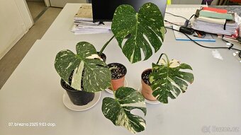 Monstera Thai Constellation - 1