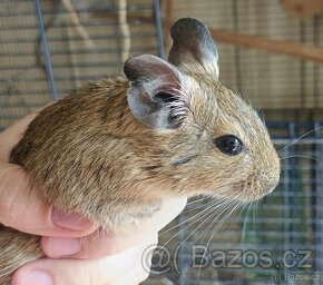 Osmak degu - 1