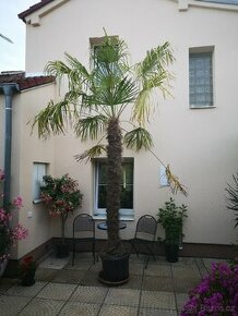 Opravdu velká palma trachycarpus fortunei