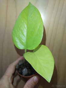 Epipremnum Aureum Neon 002