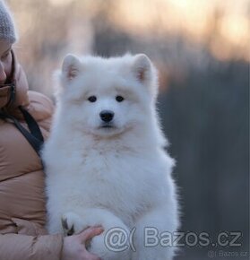 Samojed. Samoyed . Chovateľská stanica MISHKA NA Severe