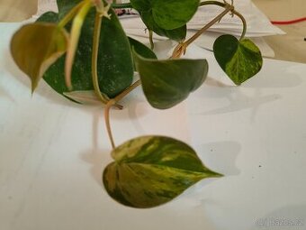 Philodendron heder. Var.