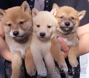 Shiba inu