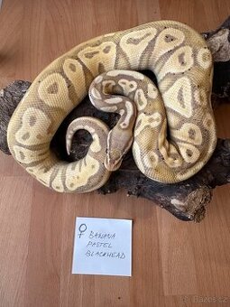 Sleva - Krajta královská - Python regius