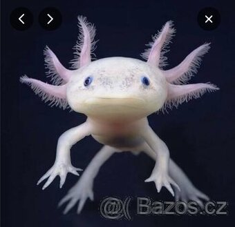 Koupím Vodniho dračka (axolotl)