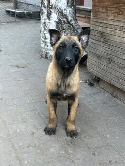 Belgický ovčák malinois