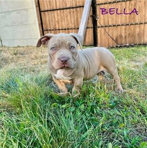 American Bully s PP