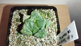 Haworthia cv. Chocolate x Venusta