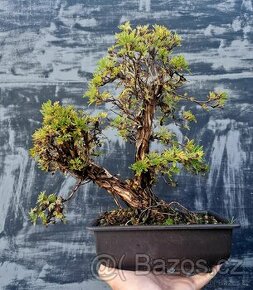 Bonsai, Bonsaj - Mochna 9