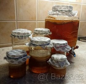 Kombucha - scoby.