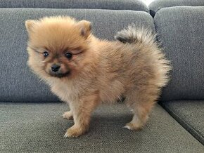 Pomeranian sameček