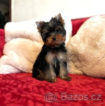 Jorkšírsky teriér, Yorkshire terrier s PP - 1