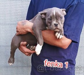 American Bully pocket s PP (ABKC)