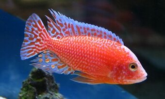 Aulonocara fire fish