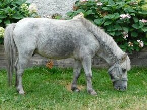 Prodám hřebečka mini pony - 1