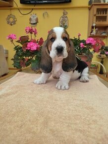 Basset hound, Basset, Baset