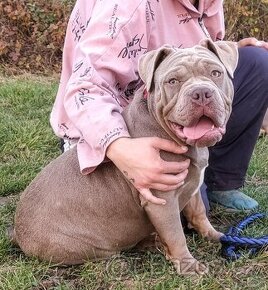 Štěňata American Bully Pocket Exotic Linie Bolow