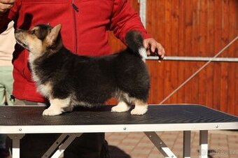 welsh corgi pembrok - 1