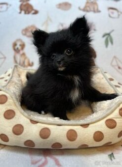 Pomeranian / Pomerian černý