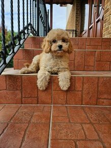 Cavapoo - Maltipoo