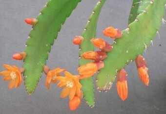 Rhipsalis Monocantha.  - zakořeněný řízek - 1