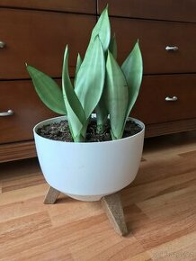 Sansevieria Moonshine