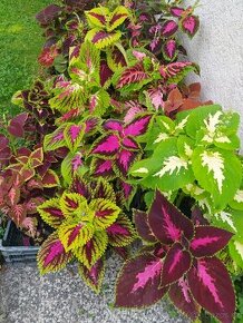 Coleus - africké kopřivy - různé - 1