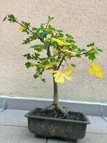 Bonsai, Bonsaj, jamadori, javor babyka