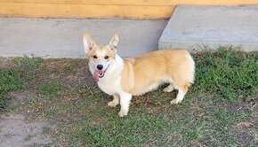 Welsh Corgi Pembroke s pp