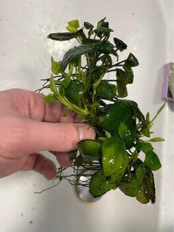 ANUBIAS - prodám či vyměním - 1