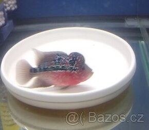 Flowerhorn female SRD