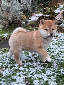 SHIBA INU - ŠTĚŇÁTKA  S  PP FCI - LEVNĚ od 19000,-Kč