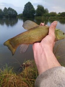 Prodám lín obecný 15-35 cm VÝLOV 29.9.2024