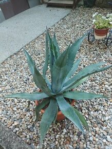 Agave americká