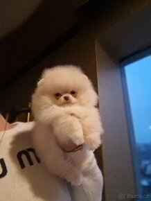 Pomeranian