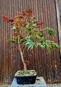 Bonsai, Bonsaj - Acer palmatum 3